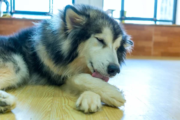 Alaska Malamute dog portrait in domesticated pet. They are very friendly and good excessively should choose as pets in your home to close to children