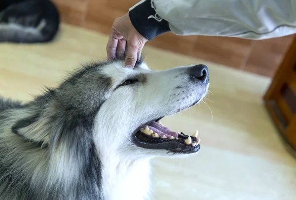 Lidská Ruka Hladící Aljašského Malamutského Psa Nejvěrnější Nejblíže Lidskému Zvířeti — Stock fotografie