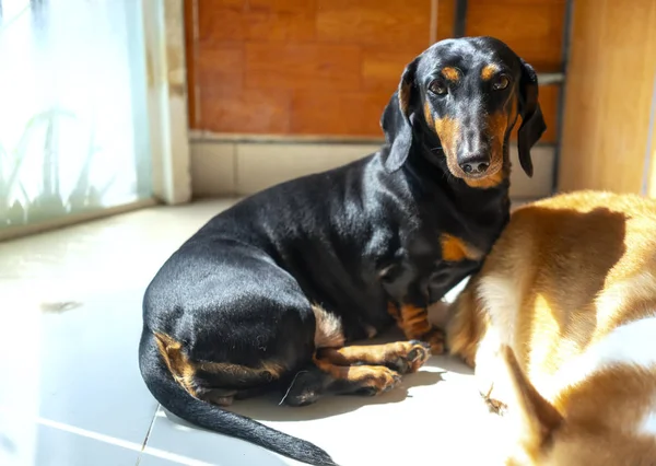 Dachshund dog in domesticated pet. They are very friendly and good excessively should choose as pets in your home to close to children