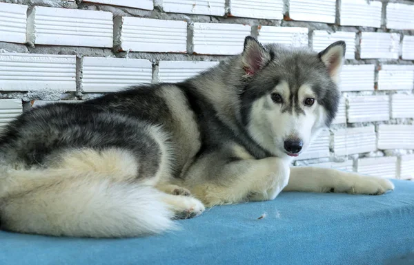Dachshund Σκυλί Κατοικίδια Ζώα Συντροφιάς Είναι Πολύ Φιλικό Και Καλό — Φωτογραφία Αρχείου