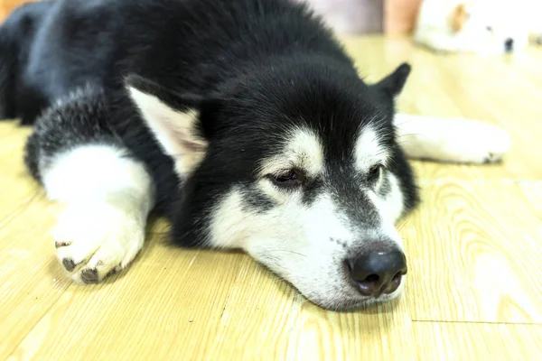 Siberian Husky Mit Hypnotisierenden Augen Domestiziertem Haustier Sie Haben Elegantes — Stockfoto