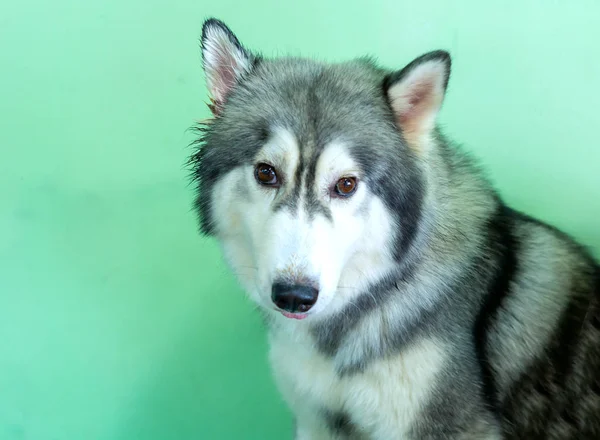 Husky Siberiano Con Ojos Hipnotizantes Mascota Domesticada Tienen Apariencia Elegante — Foto de Stock