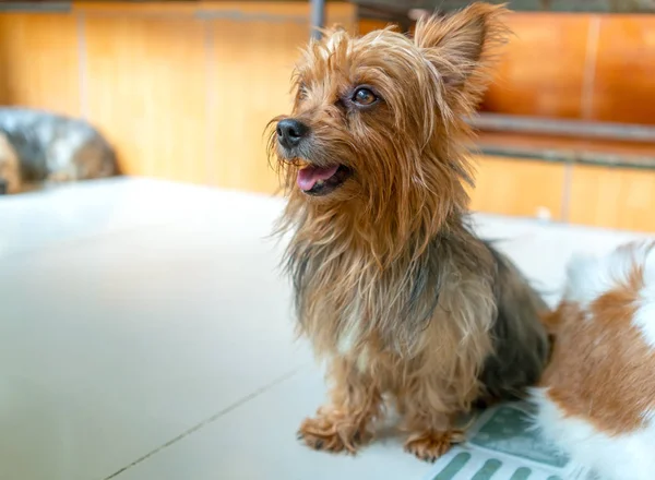 Lindos Cachorros Con Piel Impresionante Casa Domesticada Son Muy Amigables —  Fotos de Stock