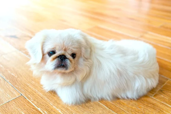 Chiots Mignons Avec Une Fourrure Impressionnante Dans Maison Domestiquée Ils — Photo