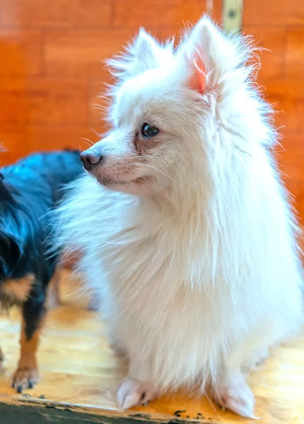 家畜化された家の中で印象的な毛皮とかわいい子犬 彼らは人間ととても友好的で良い友人です — ストック写真