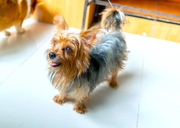 Lindos Cachorros Con Piel Impresionante Casa Domesticada Son Muy Amigables —  Fotos de Stock