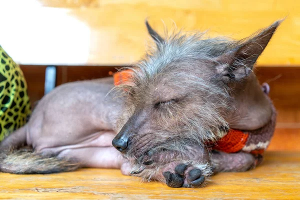 Peruvian Hairless dog portrait in domesticated pet. They are very friendly and good excessively should choose as pets in your home to close to children