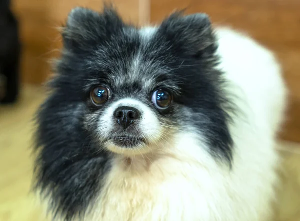 Pomeranian Dog Portrait Domesticated Pet Very Friendly Good Excessively Should — Stock Photo, Image