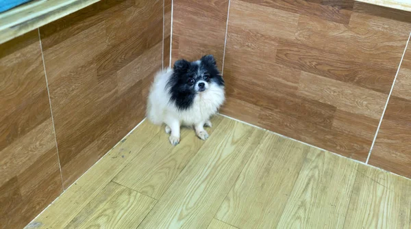 Pomeranian dog portrait in domesticated pet. They are very friendly and good excessively should choose as pets in your home to close to children