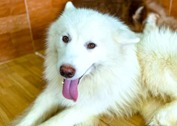 Samoyed Köpek Portresi Evcil Hayvanın Içinde Onlar Çok Dost Canlısı — Stok fotoğraf