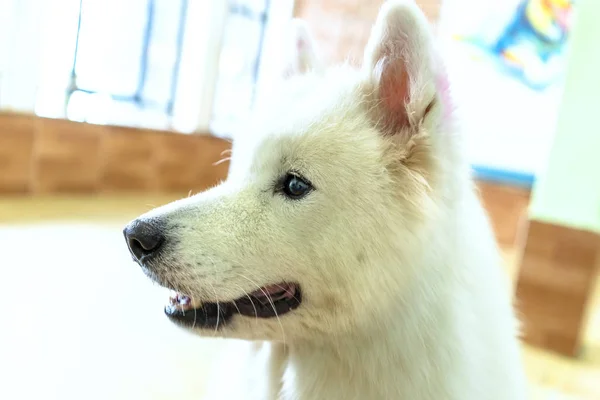 Samoyed Kutya Portré Háziasított Kisállat Nagyon Barátságos Túlzottan Kell Választani — Stock Fotó