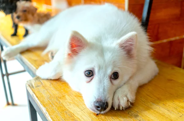 Retrato Perro Samoyedo Mascota Domesticada Son Muy Amables Buenos Exceso —  Fotos de Stock