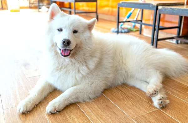 Samoyed Kutya Portré Háziasított Kisállat Nagyon Barátságos Túlzottan Kell Választani — Stock Fotó