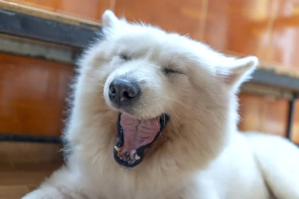 Retrato Perro Samoyedo Mascota Domesticada Son Muy Amables Buenos Exceso —  Fotos de Stock
