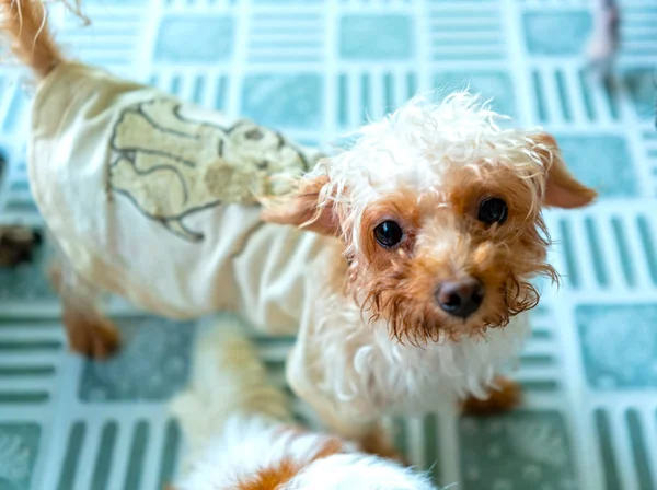 Perro Yorkshire Mascota Domesticada Son Lindos Cachorros Están Cerca Los —  Fotos de Stock