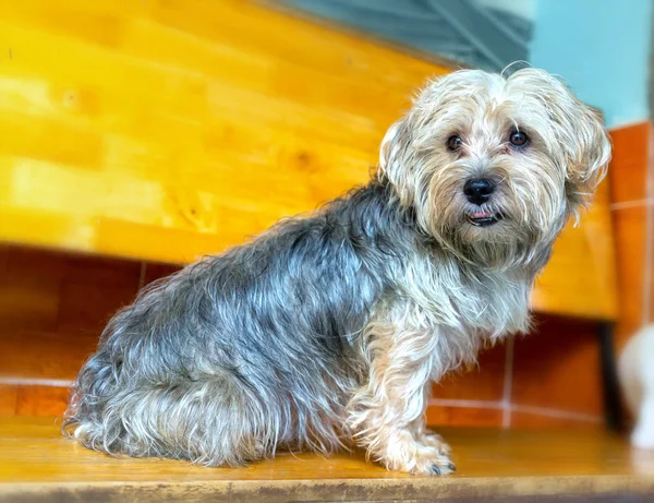 Perro Yorkshire Mascota Domesticada Son Lindos Cachorros Están Cerca Los —  Fotos de Stock