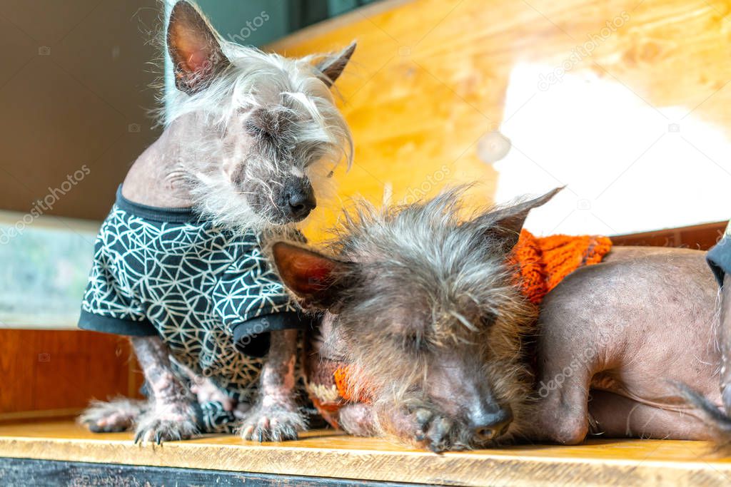 Peruvian Hairless dog portrait in domesticated pet. They are very friendly and good excessively should choose as pets in your home to close to children