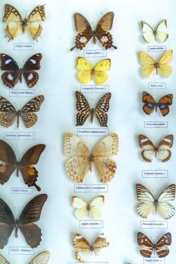 Doğa rezerv kelebek koleksiyonunda birçok kelebekler ile farklı renk desen zengin doğal ekosistem tamamlayan içerir..