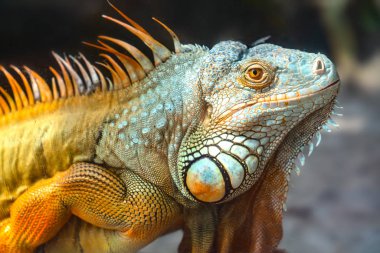 Dev iguana portresi dinleniyor. Bu, doğada korunması gereken dinozor sürüngeni kalıntısı.