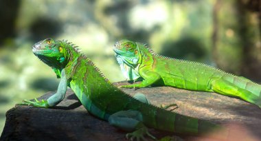 Kertenkele doğada dinleniyor. Geleceğe bakıyor. Onları izlerken çok tatlı.