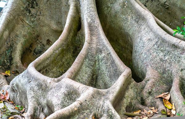 Banyan tree with roots protruding from the ground with a life span of over 100 years shows the longevity with time