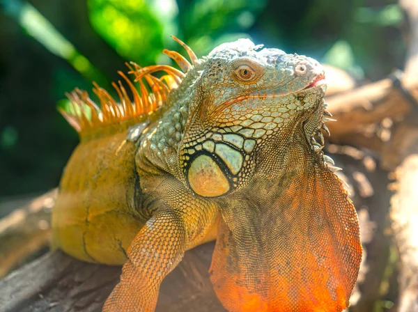 Giant iguana portrait is resting. This is the residual dinosaur reptile that needs to be preserved in the natural world