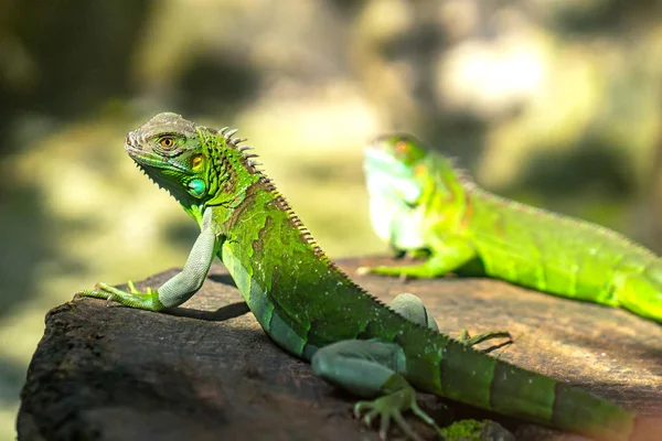 Lagarto Descansa Mundo Natural Olhando Para Futuro Tão Bonito Quando — Fotografia de Stock