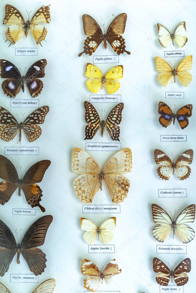 The butterfly collection in the nature reserve includes many butterflies with different color patterns complementing the rich natural ecosystem.