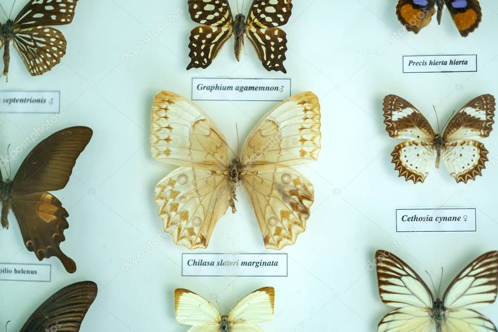The butterfly collection in the nature reserve includes many butterflies with different color patterns complementing the rich natural ecosystem.