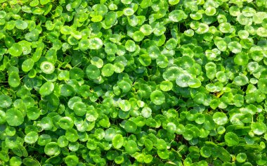 Centella asiatica yeşil yaprak bitkisel bitki doğal arka plan deseni