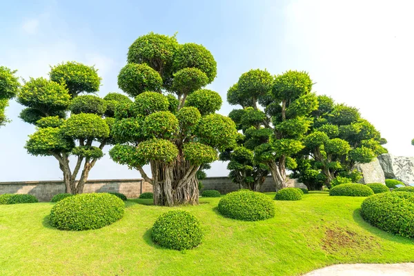 Beautiful Garden Ecotourism Designed Harmony Cypress Pine Stone Ancient Trees — Stock Photo, Image