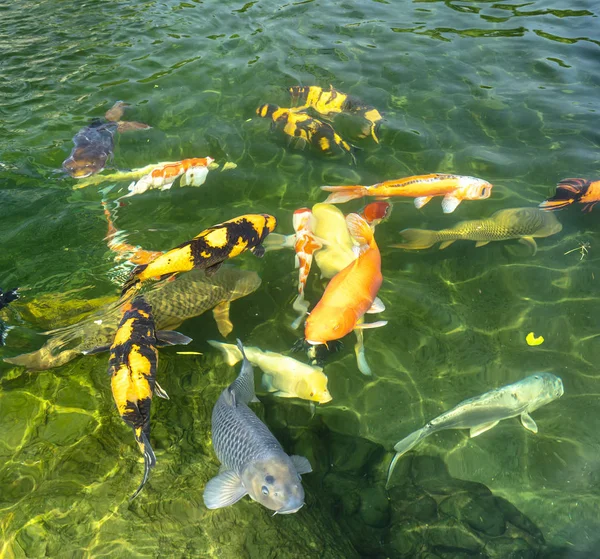 澄んだ水の中でカラフルな鯉の動きグループ これは 生態系の観光スポットの小さな湖で日本の鯉の種です — ストック写真