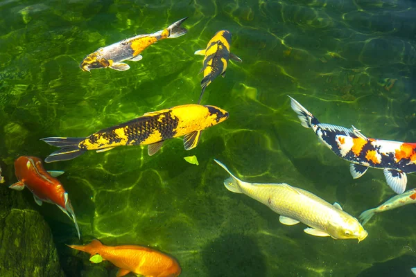 Gerakan Kelompok Ikan Koi Berwarna Warni Dalam Air Jernih Ini — Stok Foto