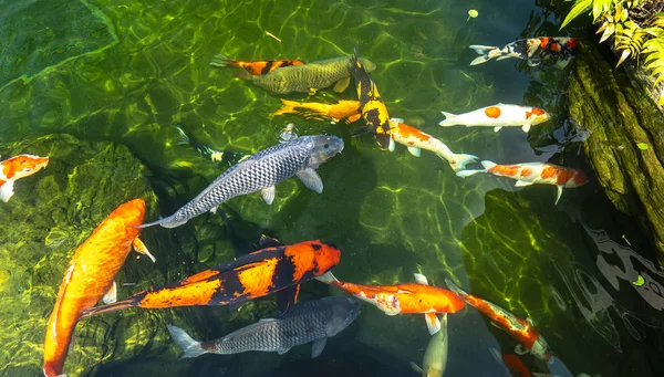 Gerakan Kelompok Ikan Koi Berwarna Warni Dalam Air Jernih Ini — Stok Foto