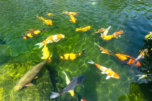 Grupo Movimento Peixes Koi Coloridos Água Clara Esta Uma Espécie — Fotografia de Stock