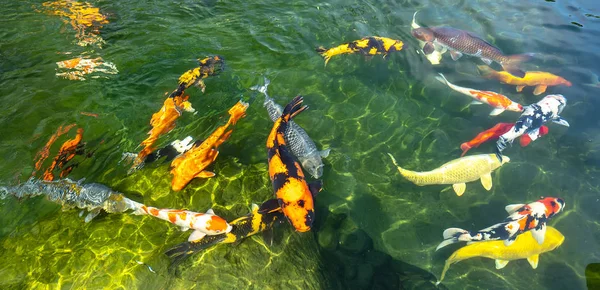 Beweging Groep Van Kleurrijke Koi Vissen Helder Water Dit Een — Stockfoto
