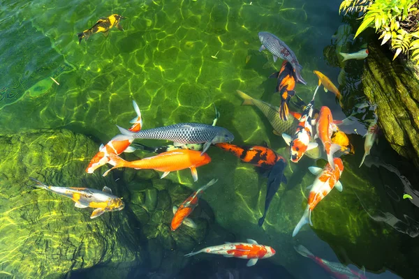 Grupo Movimento Peixes Koi Coloridos Água Clara Esta Uma Espécie — Fotografia de Stock