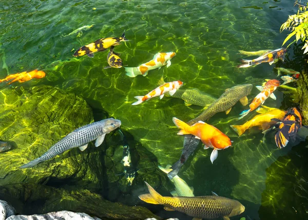 鱼群在清澈的水中活动 这是在生态旅游胜地的小湖中的一种日本鲤鱼 — 图库照片