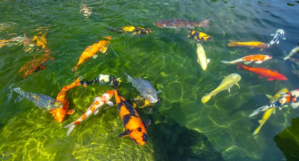 澄んだ水の中でカラフルな鯉の動きグループ これは 生態系の観光スポットの小さな湖で日本の鯉の種です — ストック写真