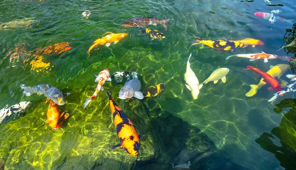 Gerakan Kelompok Ikan Koi Berwarna Warni Dalam Air Jernih Ini — Stok Foto