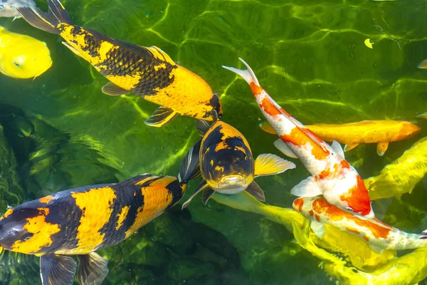 Gerakan Kelompok Ikan Koi Berwarna Warni Dalam Air Jernih Ini — Stok Foto