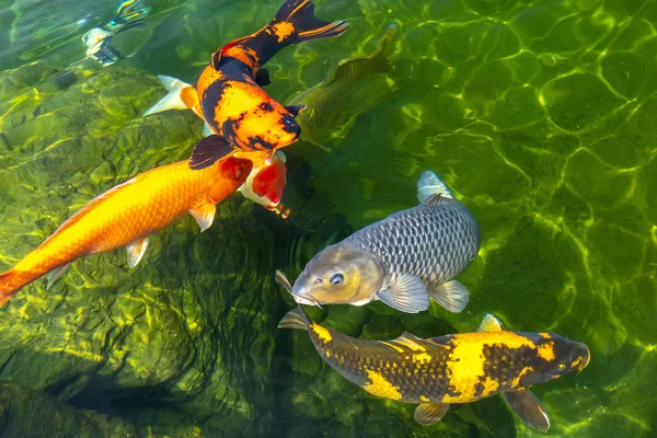 澄んだ水の中でカラフルな鯉の動きグループ これは 生態系の観光スポットの小さな湖で日本の鯉の種です — ストック写真