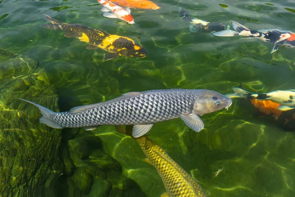 Gerakan Kelompok Ikan Koi Berwarna Warni Dalam Air Jernih Ini — Stok Foto