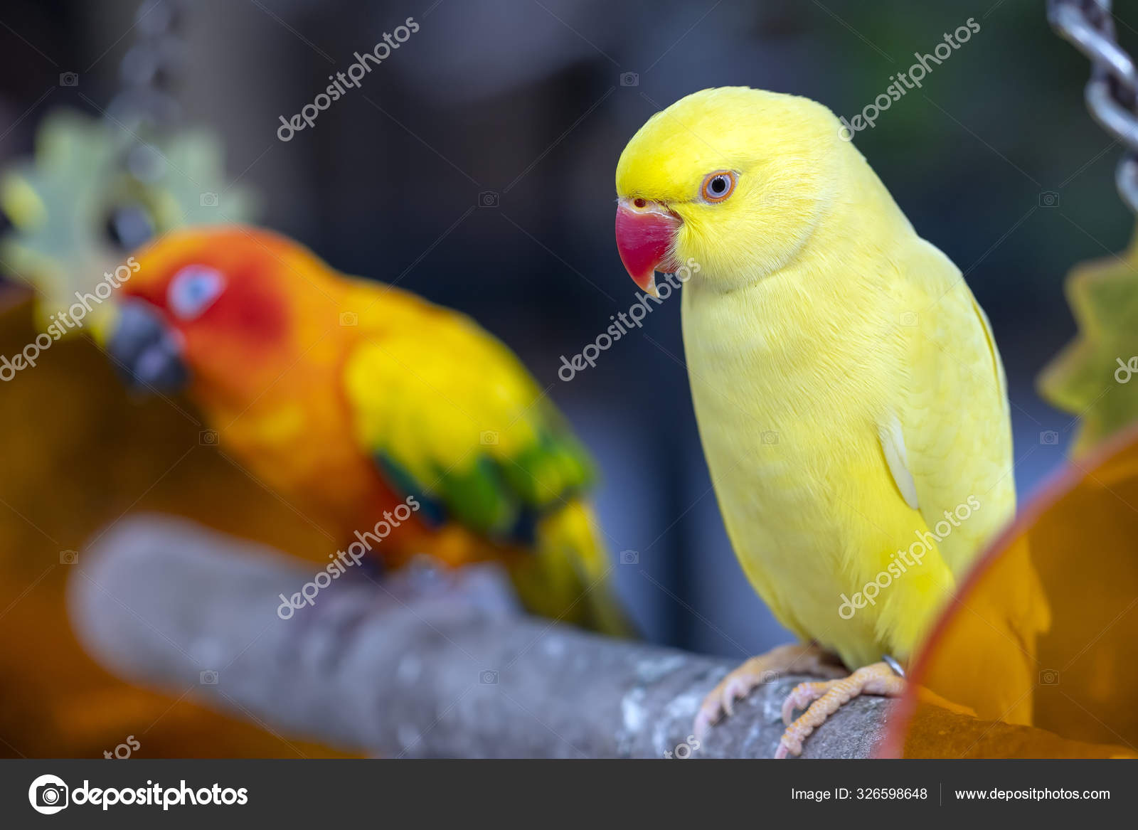 Portrait Yellow Indian Ringneck Parakeet Reserve Bird Domesticated Raised Home Stock Photo C Huythoai1978 Gmail Com 326598648,Data Entry Jobs Online Free To Join
