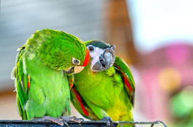 Lovebird parrots sitting together. This birds lives in the forest and is domesticated to domestic animals clipart
