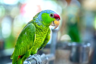 The colorful parrot is relaxing on the fence. This lovebird lives in the forest and is domesticated to domestic animals clipart