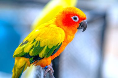 Renkli papağan çitin üzerinde dinleniyor. Bu aşk kuşu ormanda yaşıyor ve evcil hayvanlara evcilleştiriliyor.