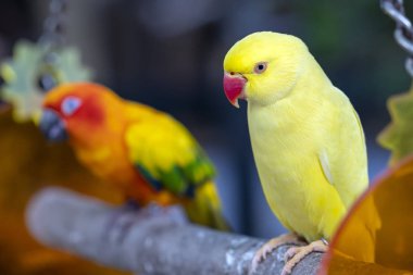 Sarı Kızılderili Halkalı Papağan Ringneck 'in portresi. Bu, evcilleştirilmiş ve bir dost olarak yetiştirilmiş bir kuş.