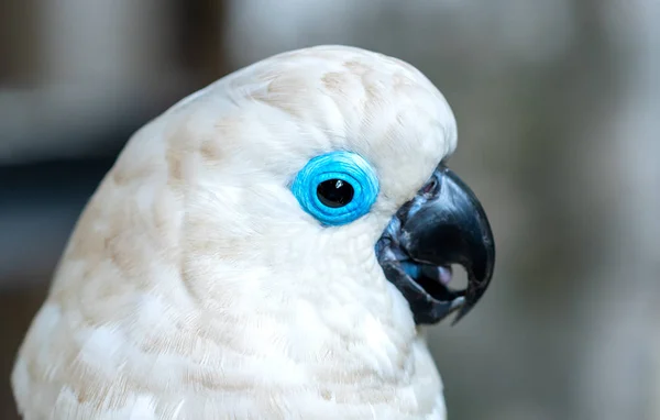 Portret Goffin Cockatoo Papegaai Een Tak Dit Een Vogel Die — Stockfoto