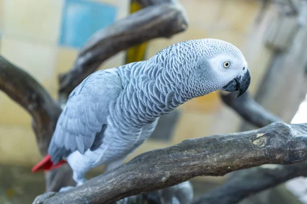 Portrait African Grey Parrot Branch Bird Domesticated Raised Home Friend — Stock Photo, Image